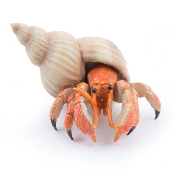 PAPO - HERMIT CRAB 