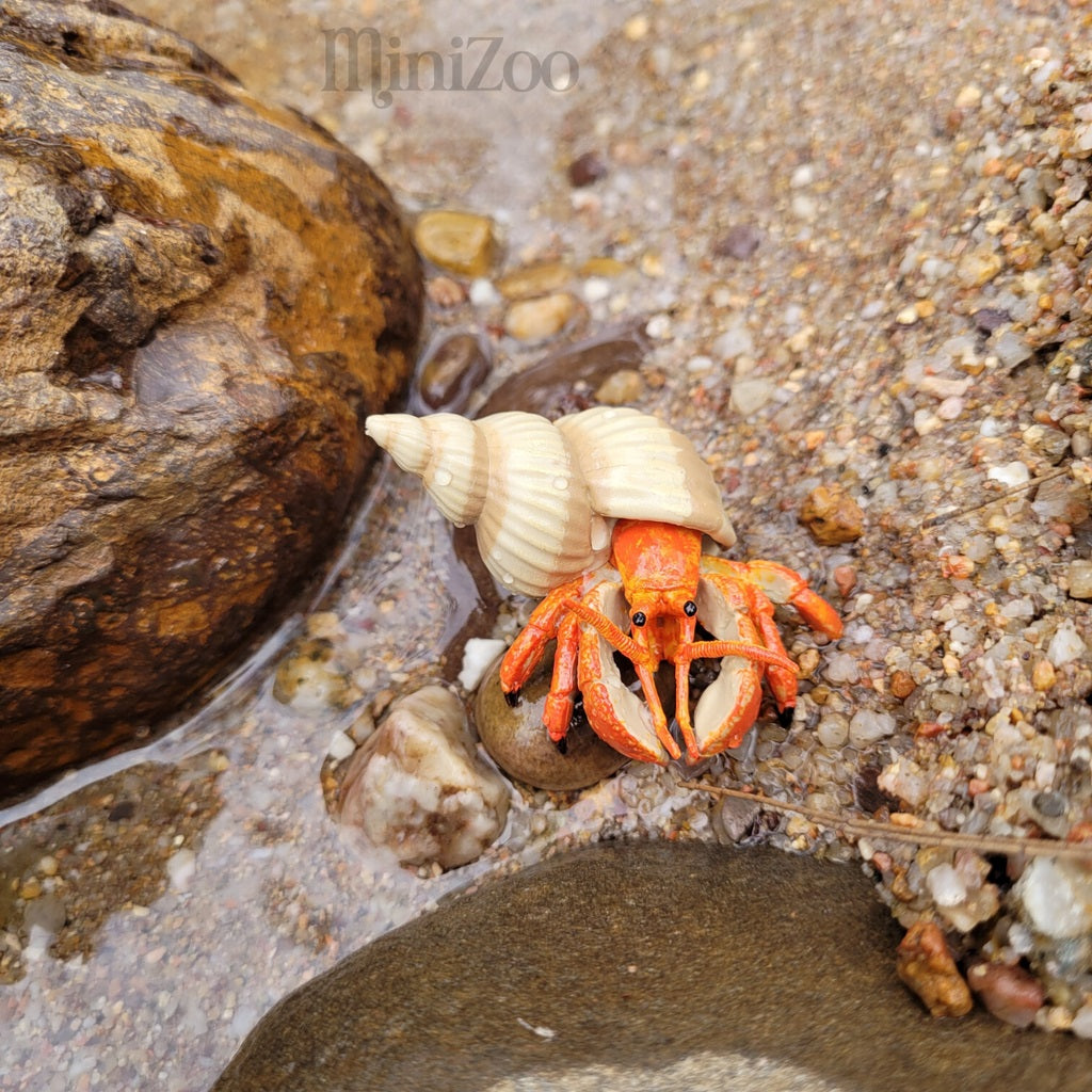 PAPO - HERMIT CRAB 